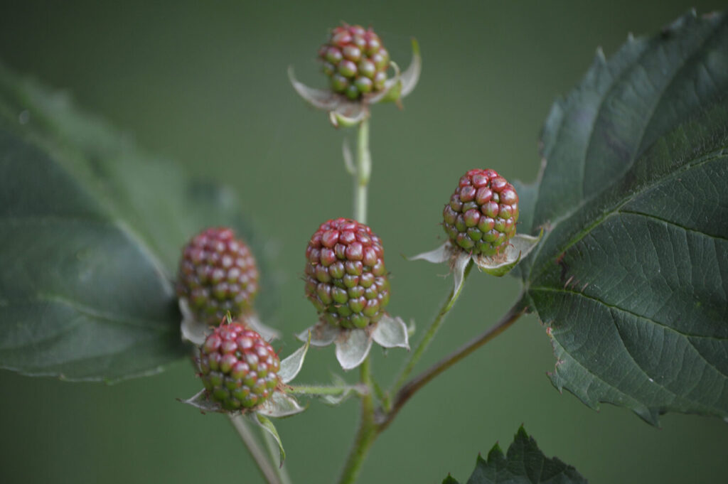 Ripening blackberries