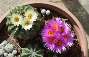 Blooming Notocactus