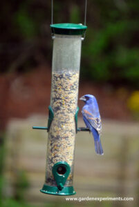 A Blue Grosbeak