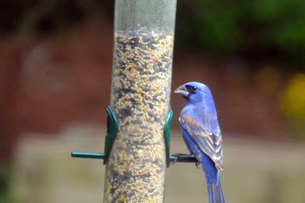 A Blue Grosbeak