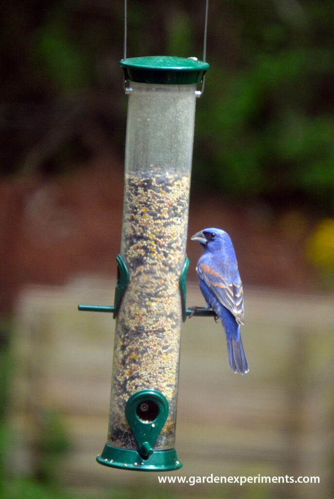 A Blue Grosbeak