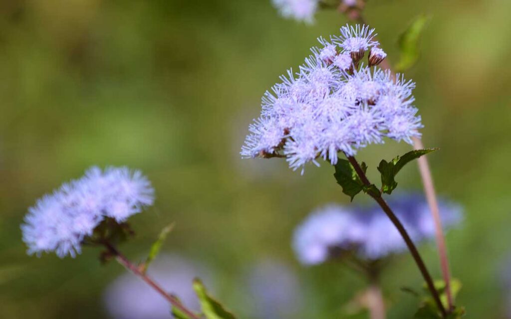 Fuzzy lavender flowers of blue mistflower