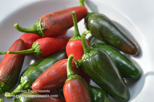 My jalapeno pepper harvest