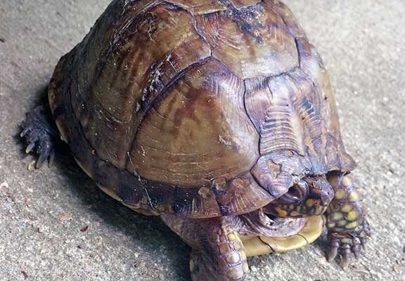 Box turtle on concrete