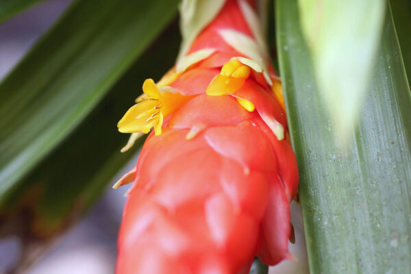 Bromeliad in bloom