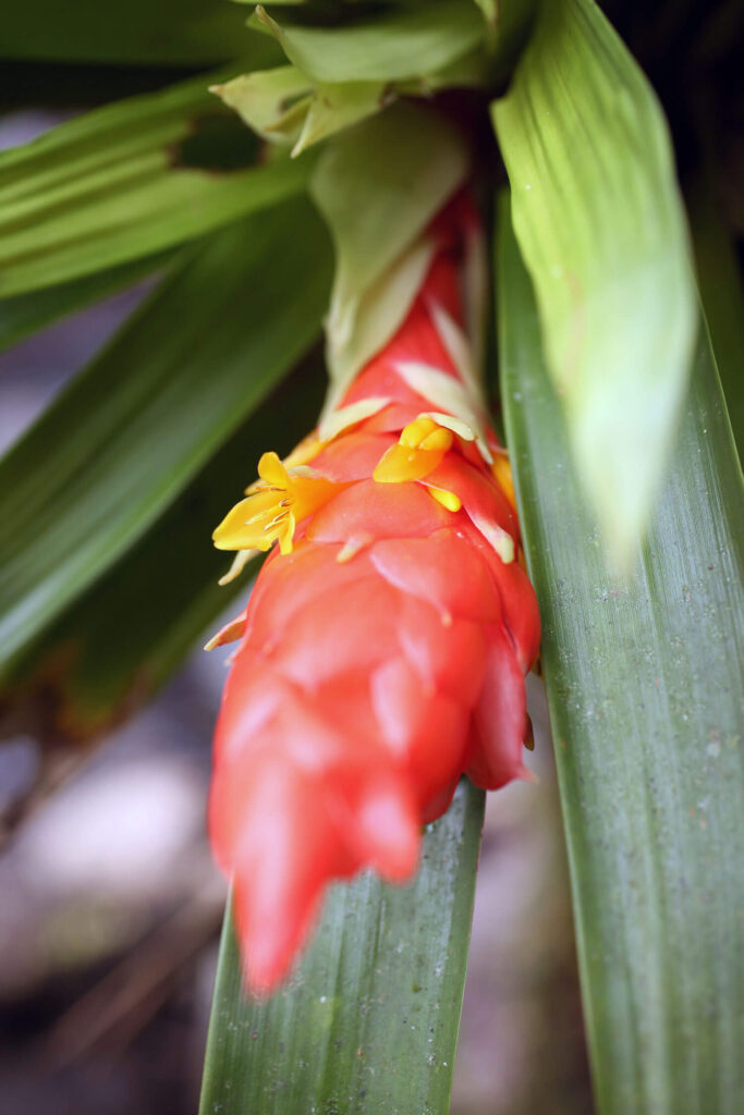 Bromeliad in bloom