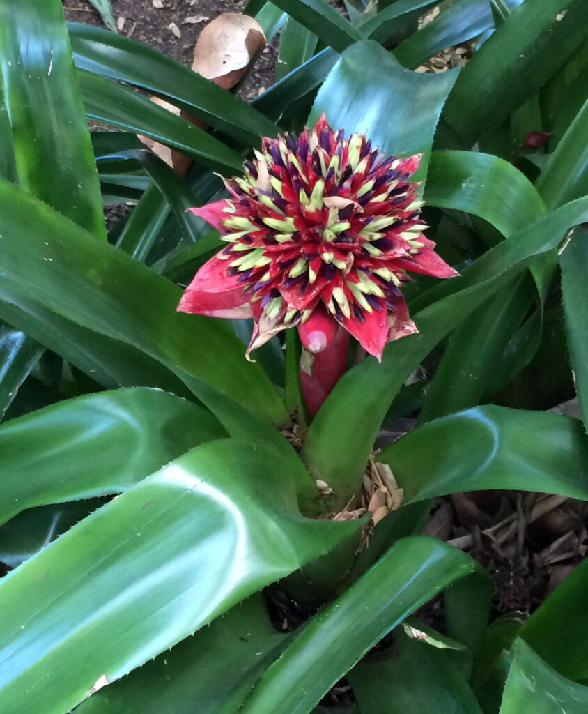 Bromeliad