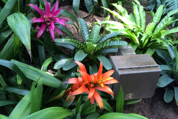 Beautiful bromeliads