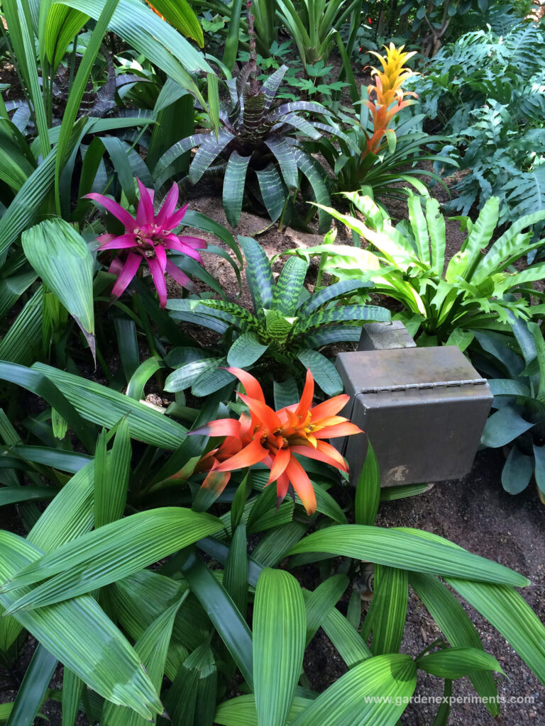 Beautiful bromeliads