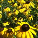 Brown Eyed Susans