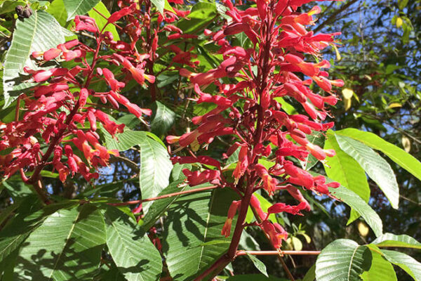 Red buckeye blooming in March