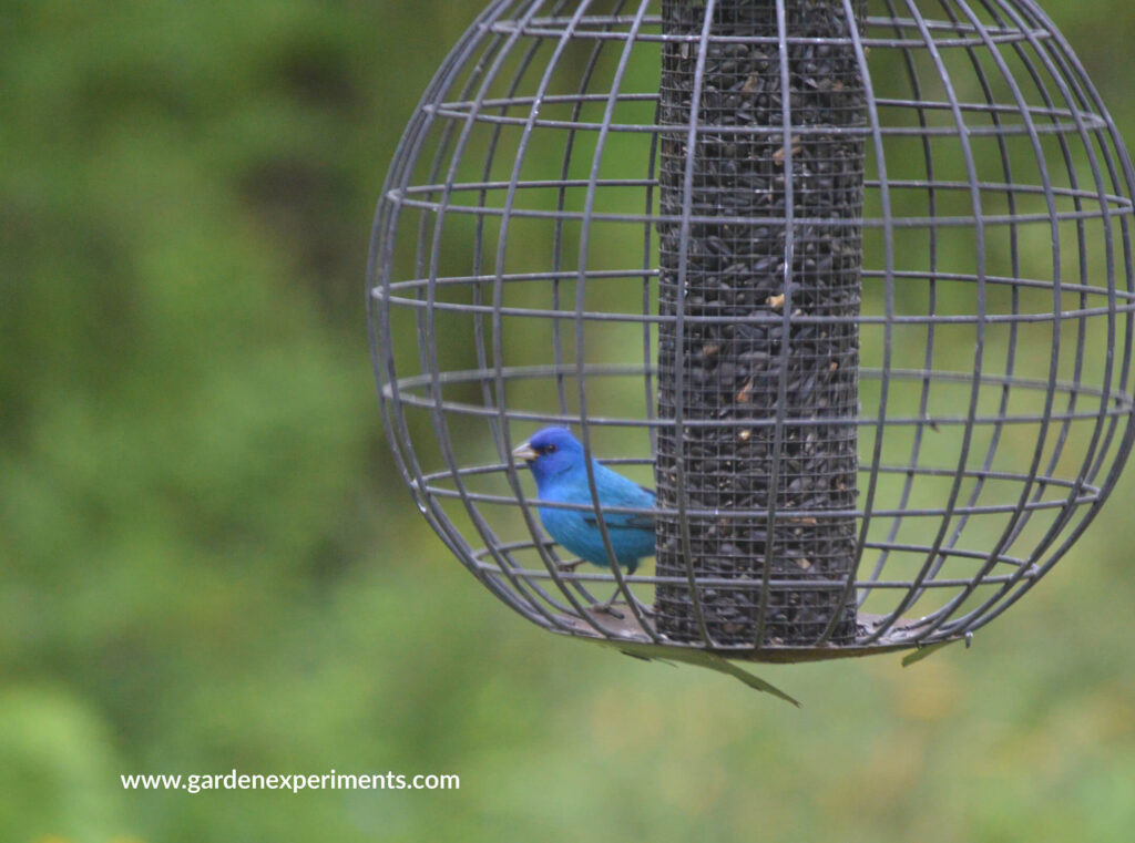 Indigo bunting at the globe feeder