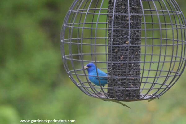 Indigo bunting at the globe feeder