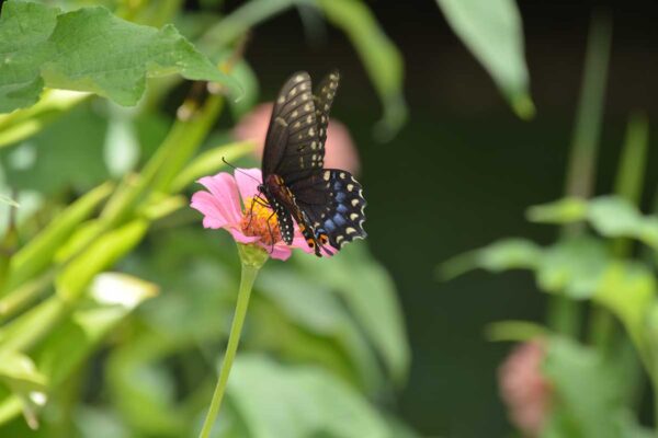 Black swallowtail feeding on zinnia