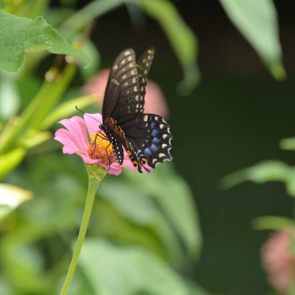 Black swallowtail feeding on zinnia