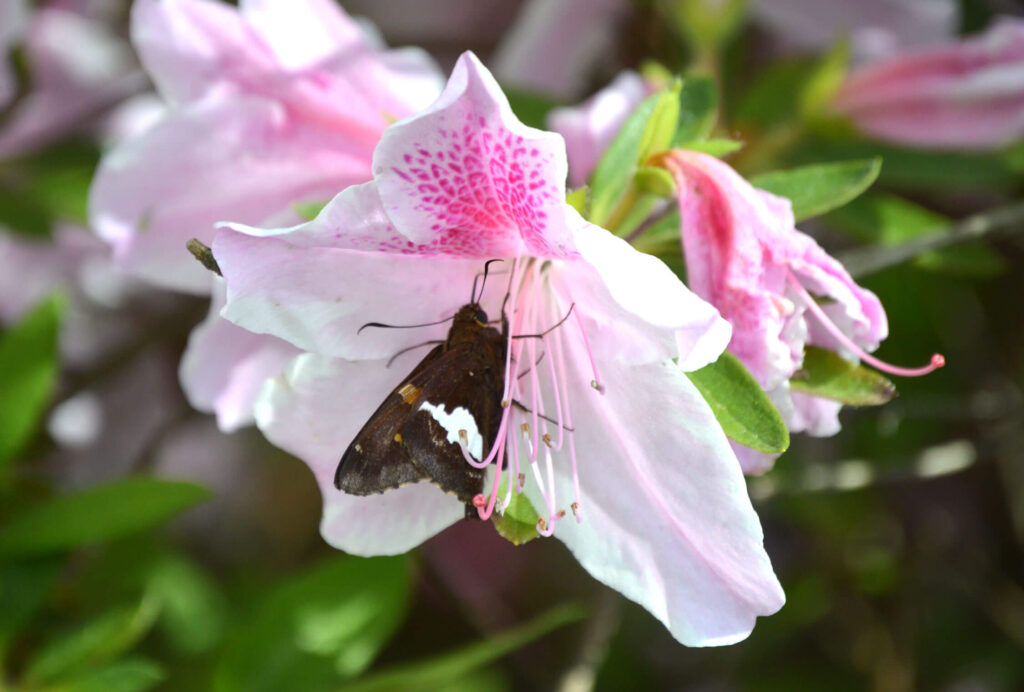 Silver-spotted skipper feeding on an azalea