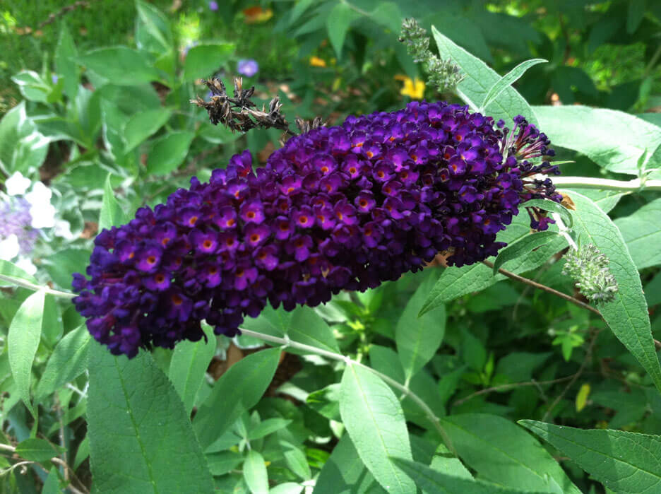 Butterfly Bush