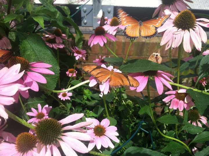 Echinacea or purple coneflower with butterflies feeding on it