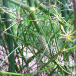 Caterpillar on leeks