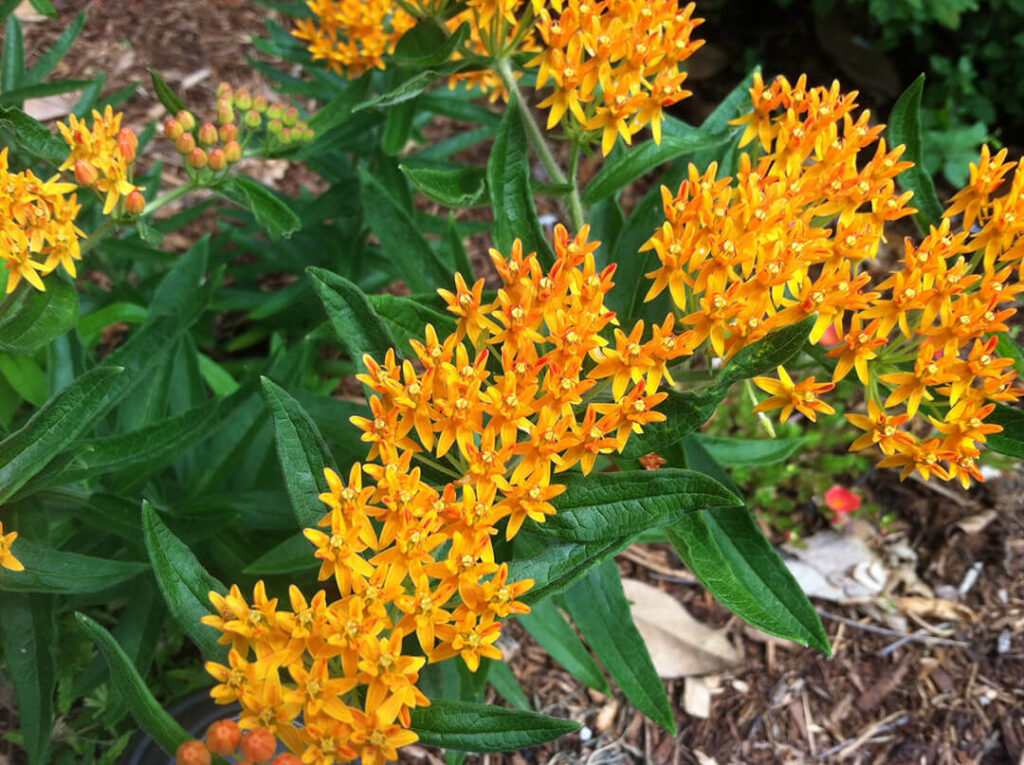 Butterfly Weed