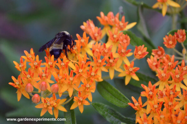 Butterfly weed