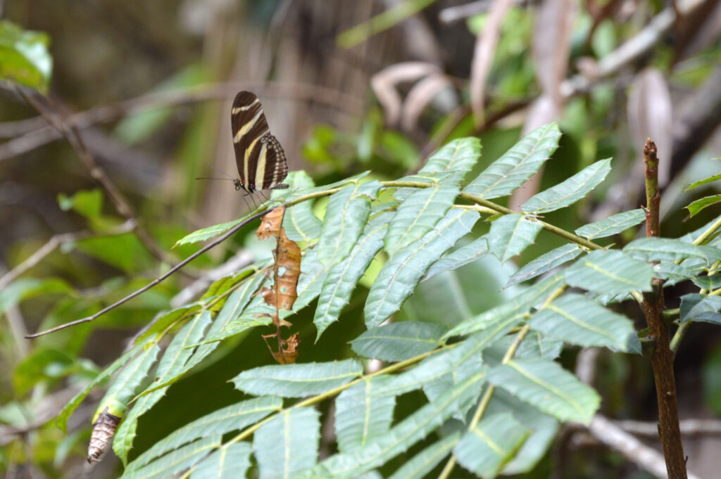 Zebra Heliconian Heliconius charithonia