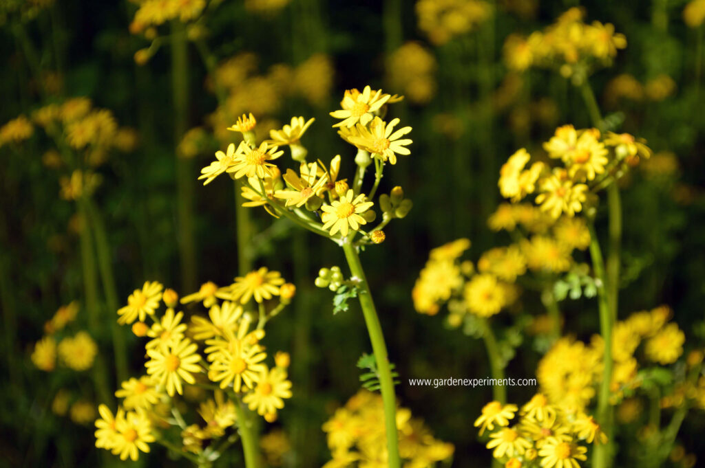 Patch of butterweed in my lawn