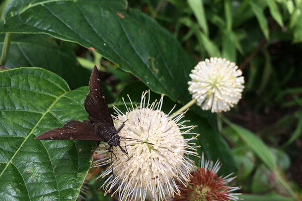 Common buttonbush flower with skipper butterfly