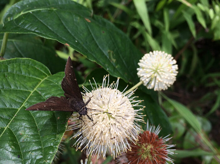 Common buttonbush flower with skipper butterfly