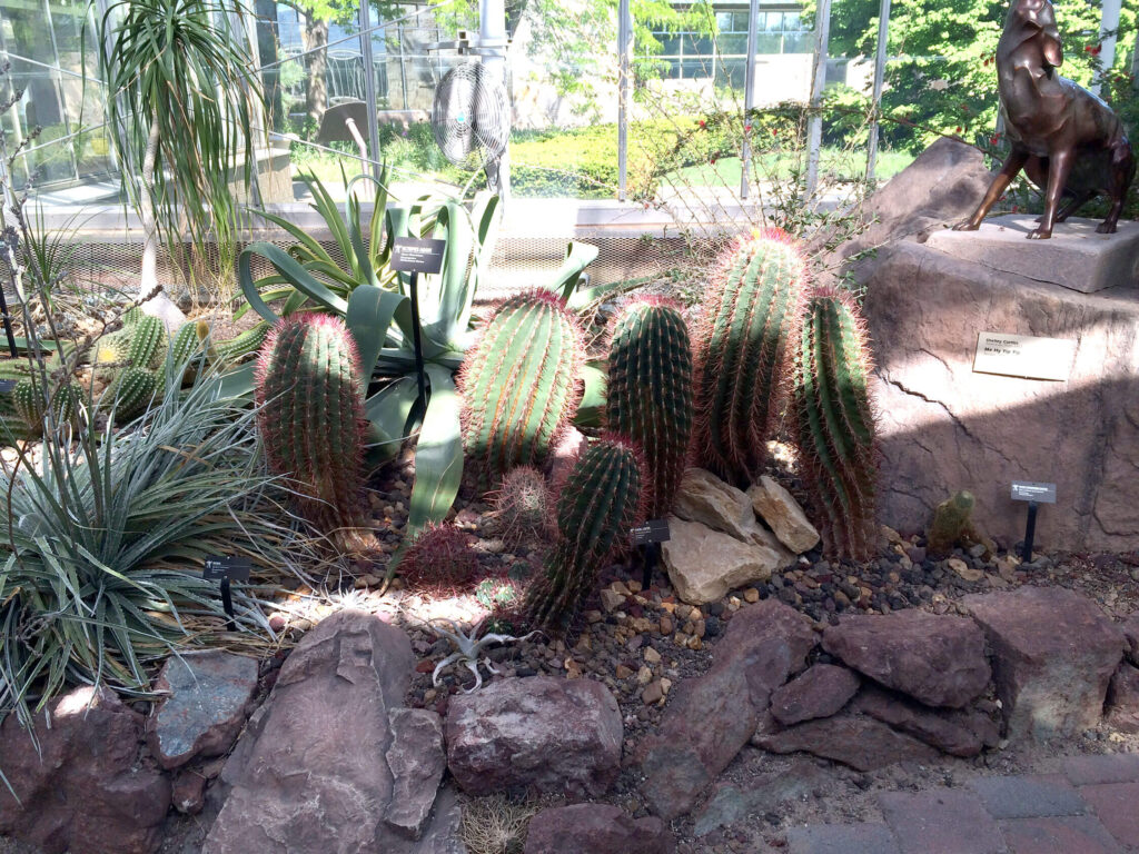 American and Australian plants in the arid garden