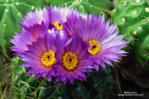 Notocactus ubelmannianus