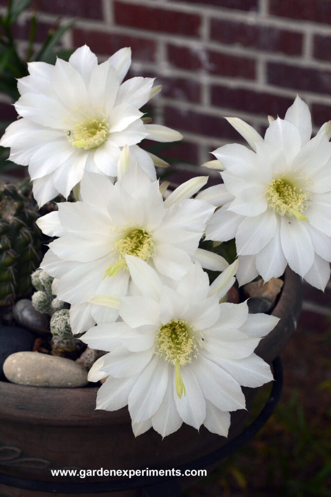 Echinopsis subdenudata blooms (Cactus)