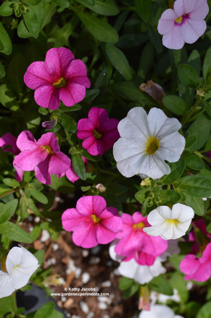 Calibrachoa