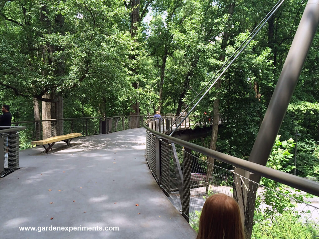 The Canopy Walk