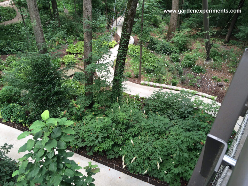 Canopy walk overlooking the azalea walkway