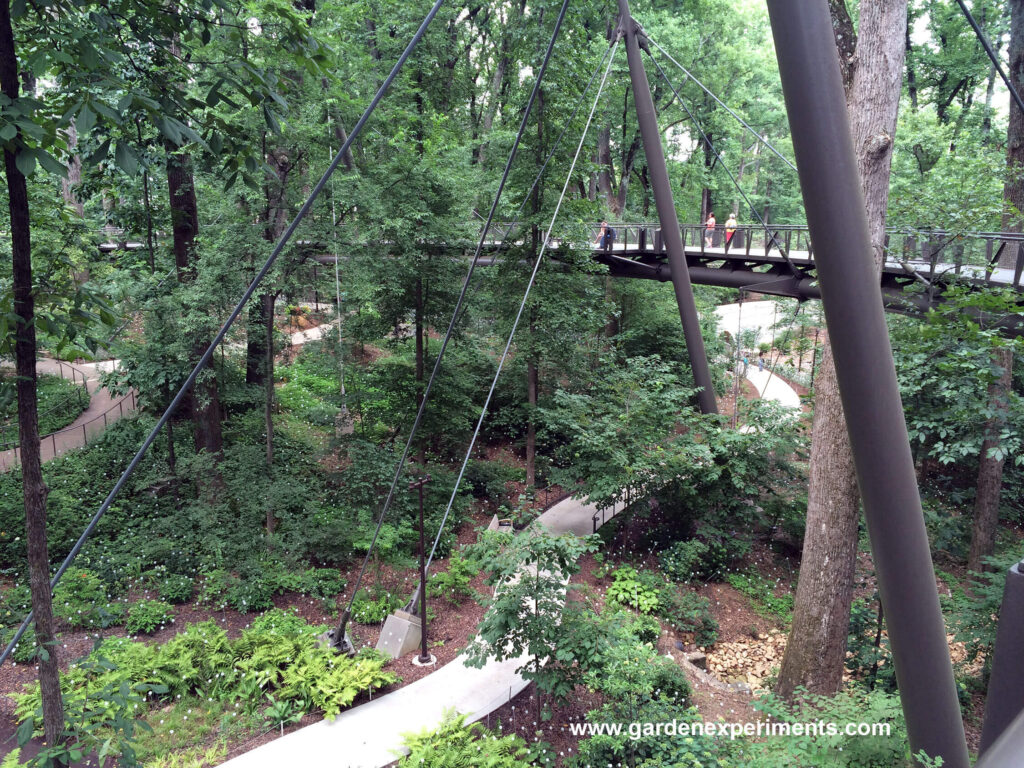 The Canopy walk