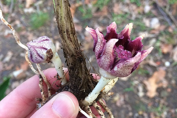 Cast iron plant flower