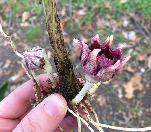 Cast iron plant flower