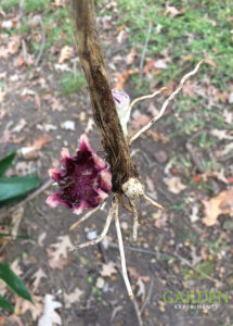 Cast iron plant flower