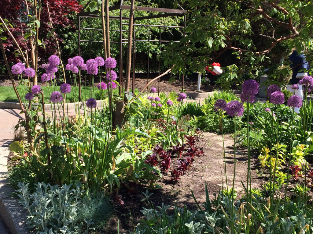 Purple allium in the children's garden