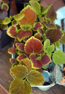 Coleus seedlings I grew in my garage