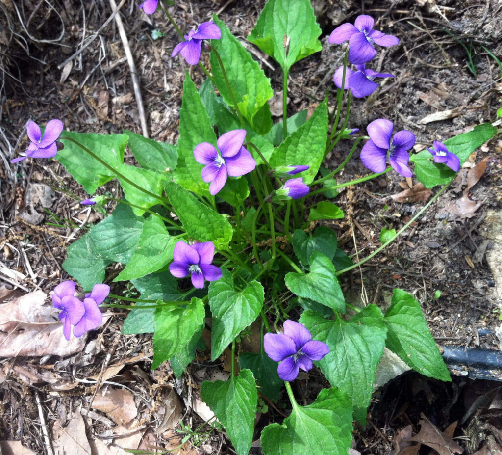 Common Blue Violet