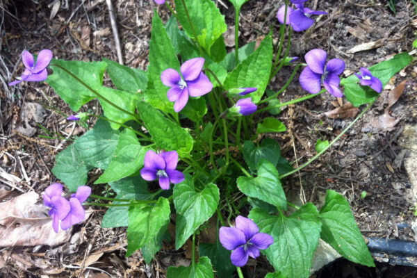 Common Blue Violet