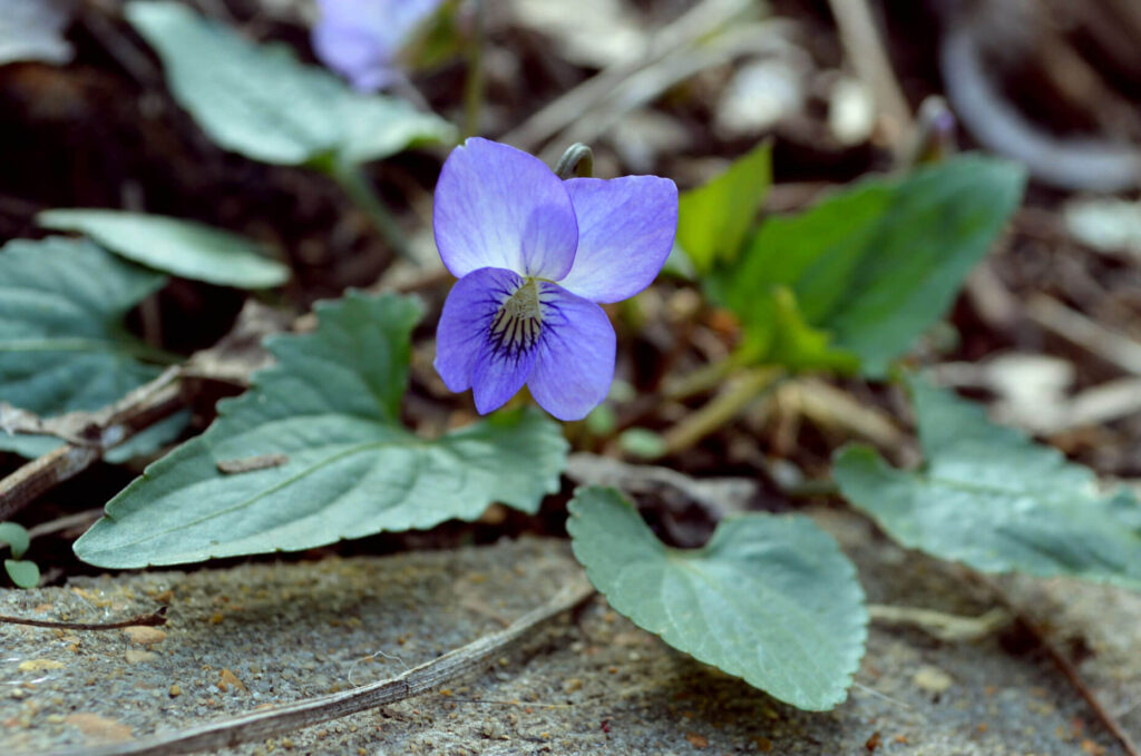 Common Blue Violet