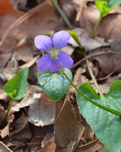 Common Blue Violet