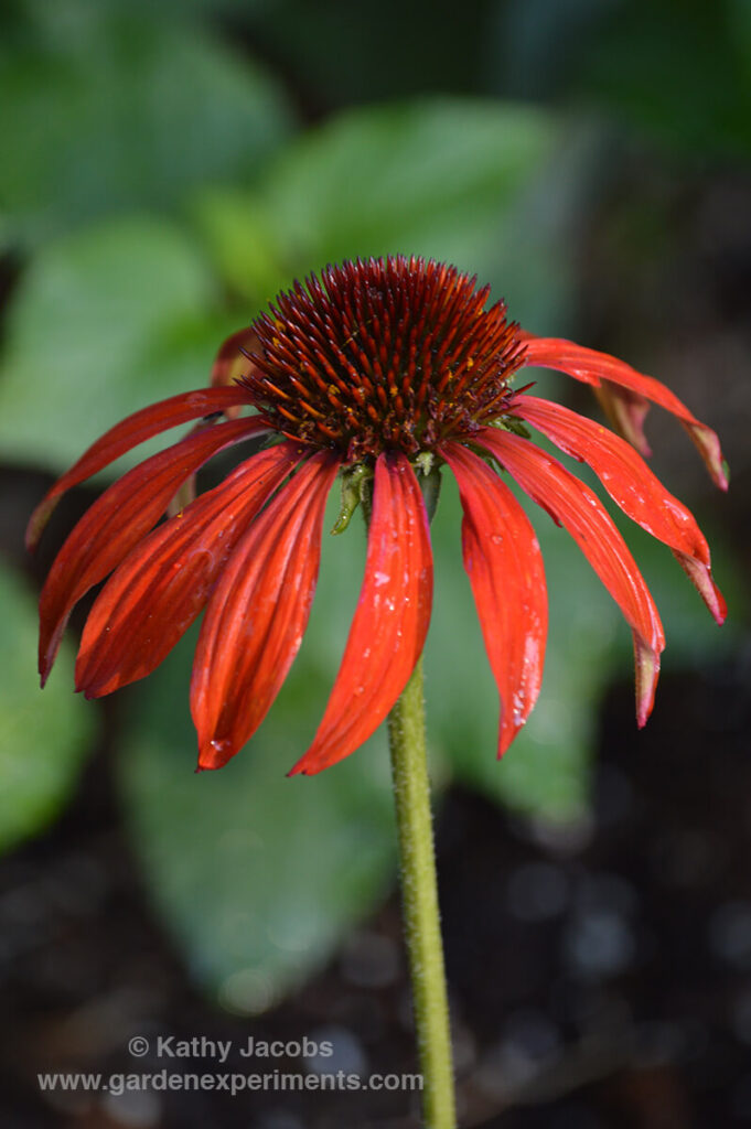 Red coneflower