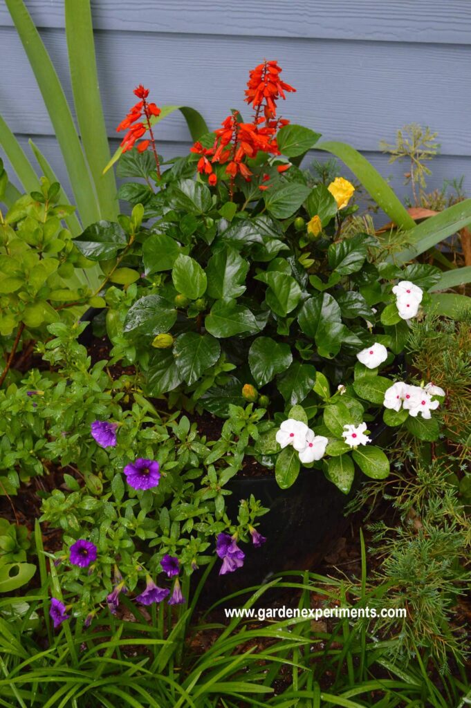 Container garden full sun