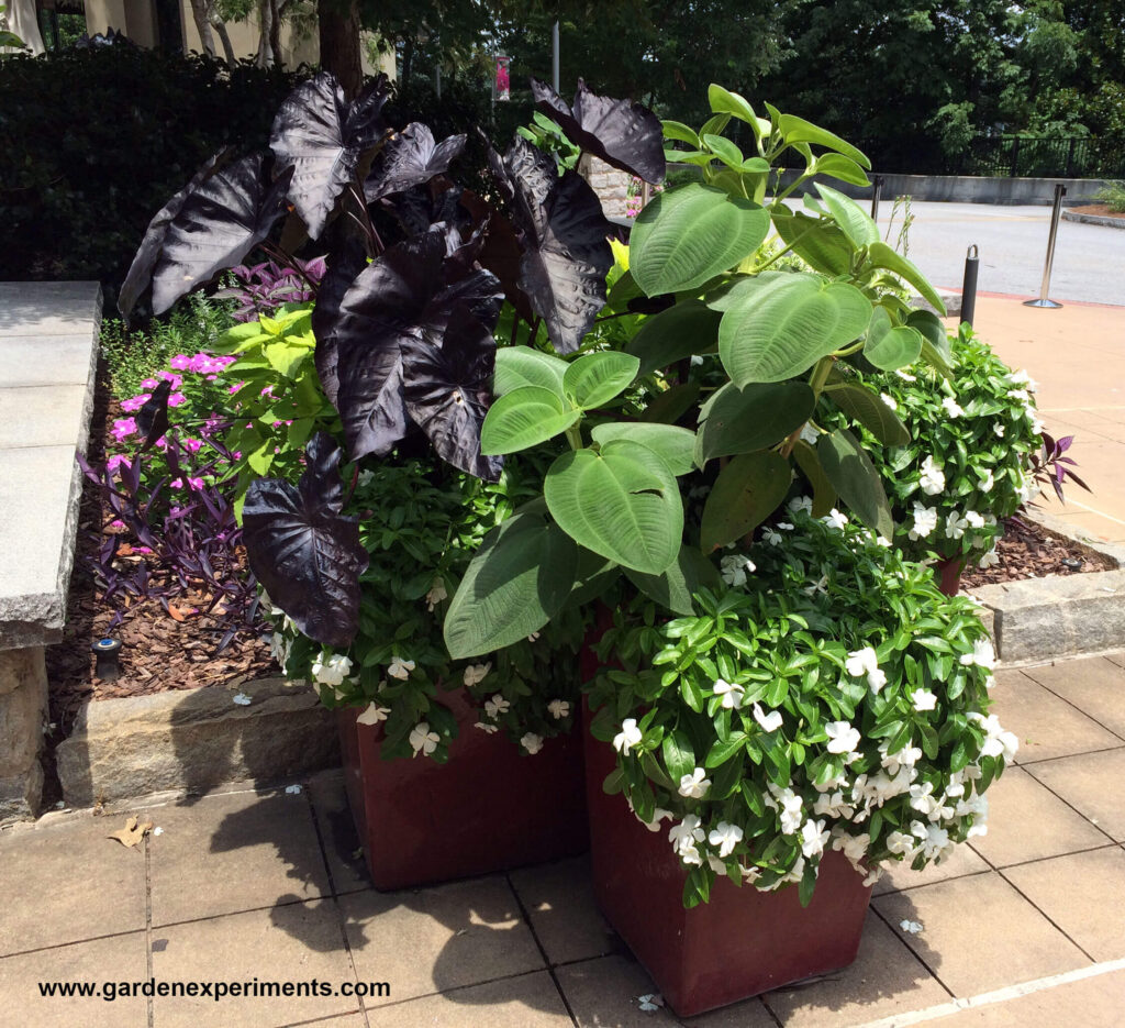 Container Garden