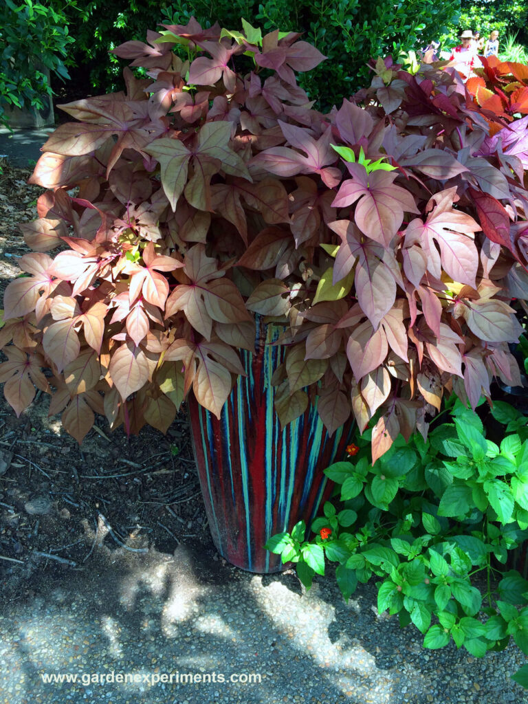 Container Garden