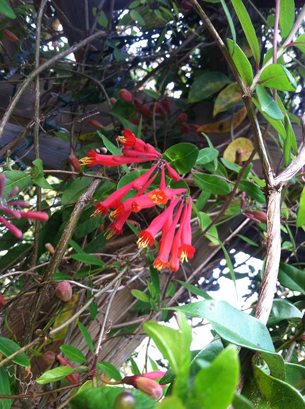 Coral honeysuckle vine flowers